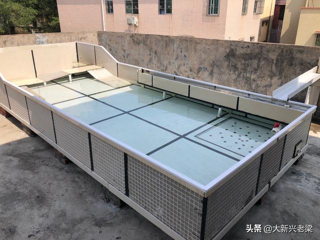 三线闭壳龟价格:金钱龟哪里有卖，购买金钱龟需要注意事项？
