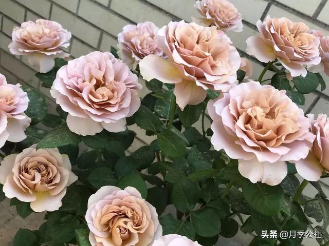 秋天月季花栽培方法如下:秋季月季怎么管理可以枝繁叶茂？