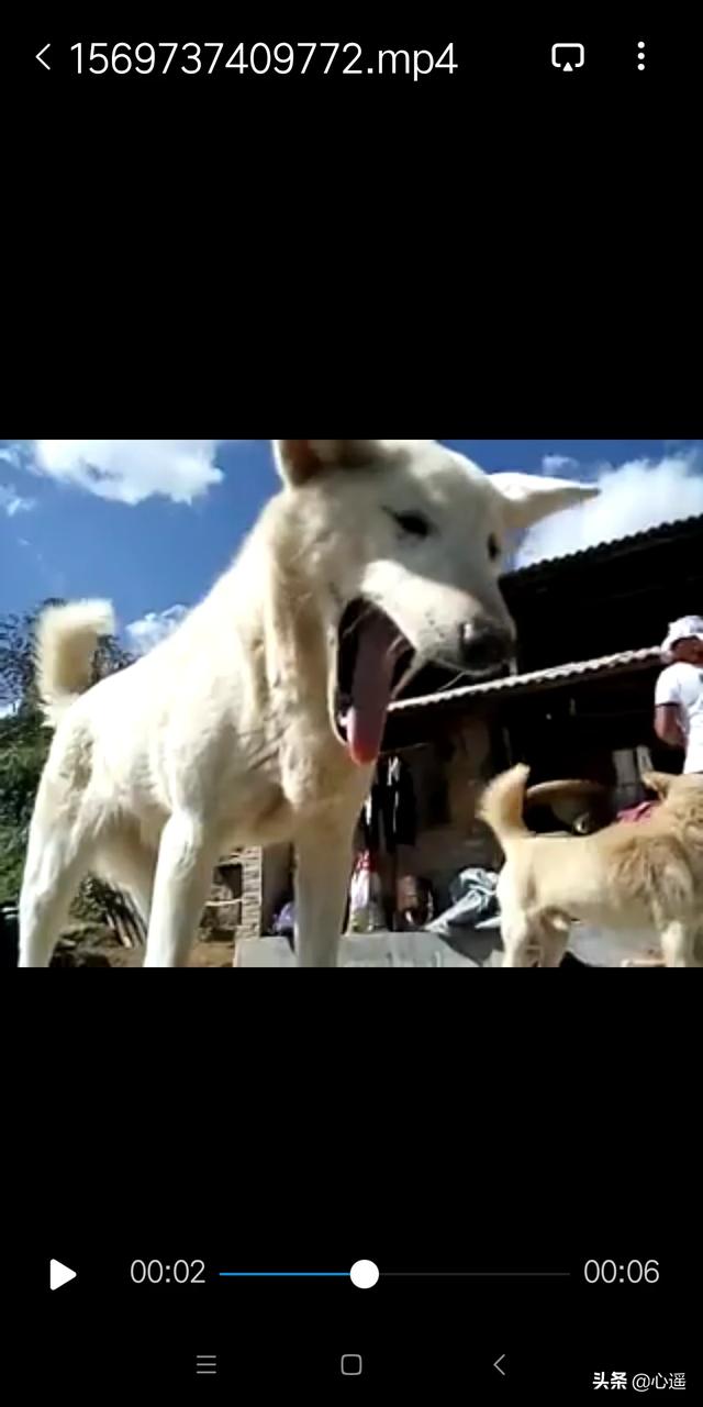忆宠物摄影:如何用正确的姿势和猫合影，以提升照片的艺术感？ 宠物摄影价格表