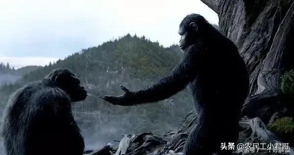 猩猩崛起电影:《猩球崛起》这部电影好看吗，有什么特点