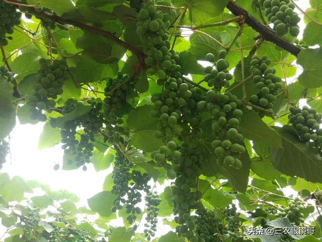 葡萄种植方法和时间:葡萄种植时间和方法视频 葡萄种植时每亩地种多少棵合适？行间距和株距怎么确定？