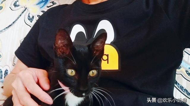 发情:猫咪发情需要什么条件？有无规律可无寻？
