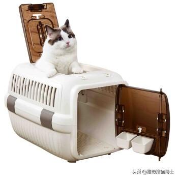 饲养猫论坛:如何养猫？为什么我养的猫一点都不乖啊？