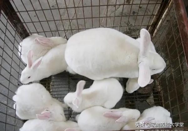 小龙猫用什么人工喂奶:如何人工喂养刚出生的小猫？