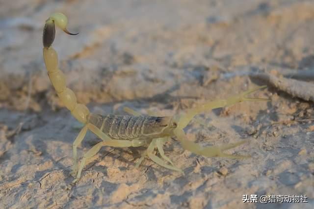 非洲帝王蝎:非洲帝王蝎子 蝎子很贵，沙漠蝎子多咋没有人去捉？