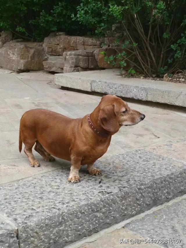 迷你腊肠犬好不好养:为什么我国养腊肠犬的人那么少？