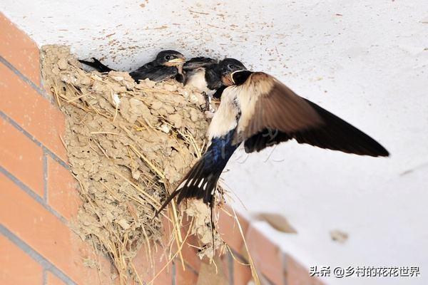 上户蜘蛛:春天若有“四喜”进门，家中必出能人，农村俗语中说的是哪四喜？