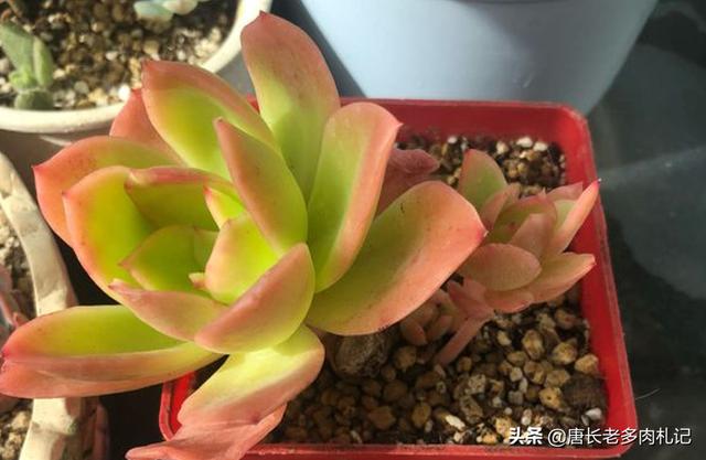 多肉大和锦根能长多粗:多肉植物金辉和三色堇容易出状态变色吗？
