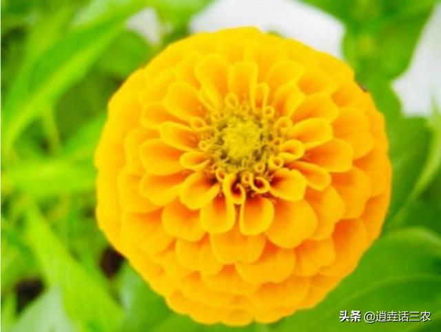 头条问答 百日草从出花骨朵到开花之间 隔多久 需要注意什么 逸尘客856的回答 0赞