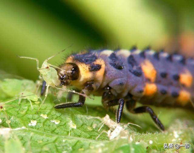 蚜虫的危害:蚜虫、蓟马、白粉虱有哪些危害？农户们该如何预防和防治？
