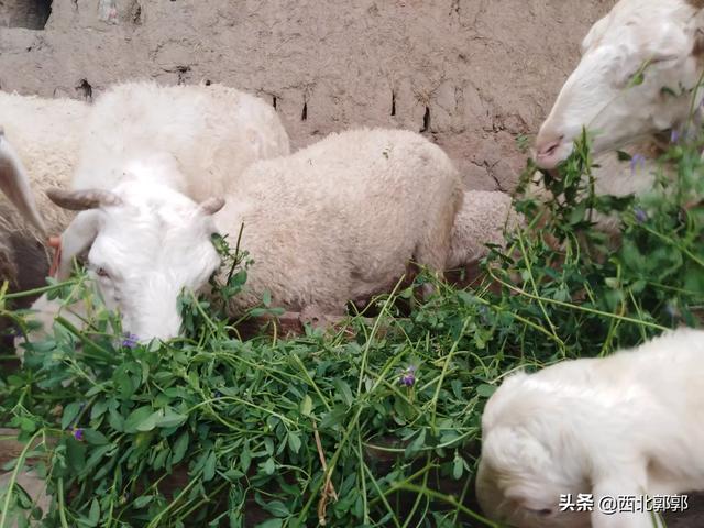 养殖什么好养又赚钱:我想回农村做养殖，请问养什么东西赚钱？