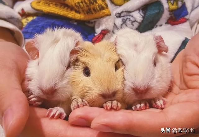 广西南宁豚鼠养殖网:豚鼠荷兰猪饲养方法和注意事项？