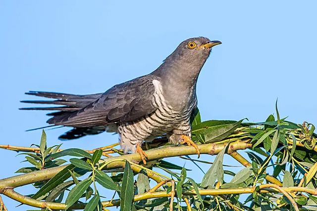 拥有海量铁矿石的澳大利亚为何不自己炼钢，从而创造更多的利润？插图9
