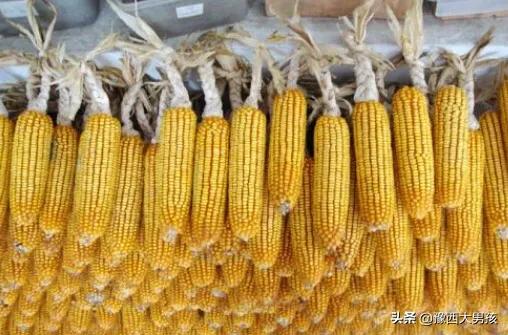 适合黑龙江省鸡东县的玉米种子有哪些？