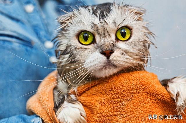 猫癣用皮特芬不可以吗:小猫身上长了猫癣能剃毛上药吗？