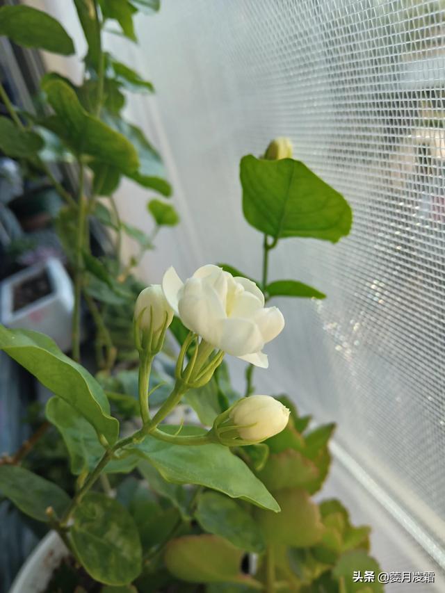 头条问答 - 什么品种的茉莉花适合在东北养?(20个回答)