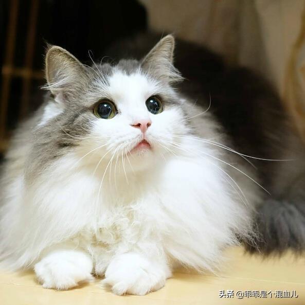 爱洗澡的猫猫手工皂官网:猫咪身上的跳蚤怎么处理？