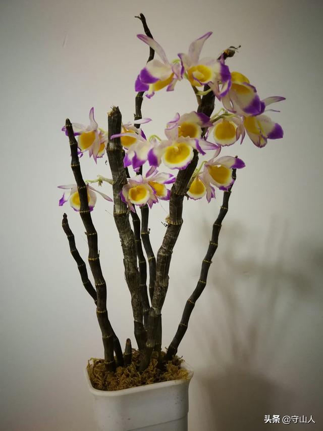 石斛图片,石斛的种类包括哪些？作用各有何不同？