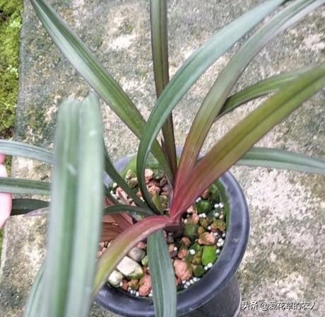 建兰吧:建兰红草红荷新手好养活吗？应该注意什么？