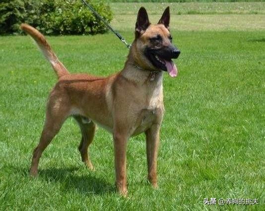 南京皇朝博美犬舍网站:12000买博美是正常价位吗？