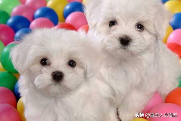 小比熊犬图片:比熊犬的智商和性格简介，比熊智商排名第几名？