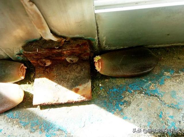 多肉如何养护？叶插多肉怎么才能高效成功？
