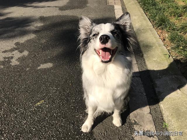 犬冠状病毒疫苗:犬冠状治疗，宠物诊所治疗费高，不想放弃，有没有其他办法？