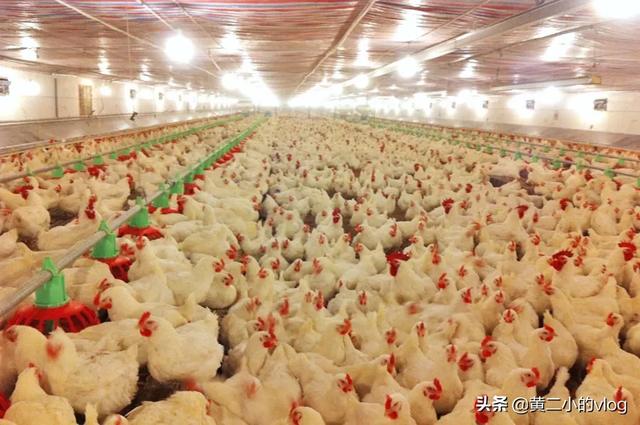 凶兽饲养手册:凶兽饲养手册txt全集 新建一个养鸡场你应该怎么做？