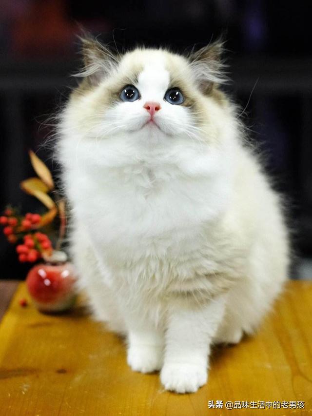 嘉兴布偶猫园:第一次养猫养起司还是布偶？