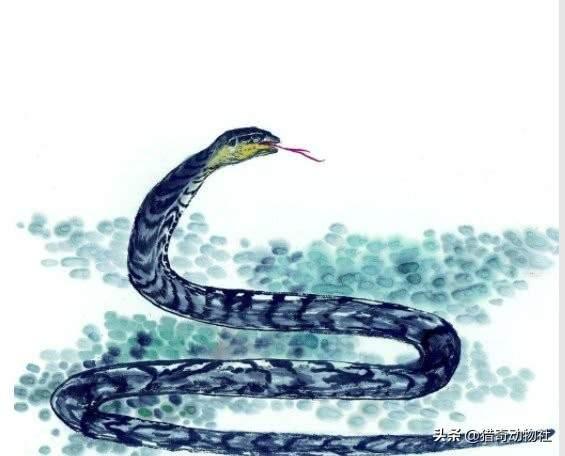 黑眉锦蛇:黑眉锦蛇有毒吗 家里频繁出现蛇，能不能打死，遇到了怎么办？