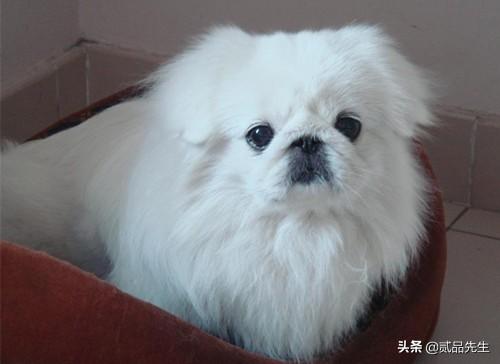 霍邱偷狗贼:为何偷狗如此猖獗的情况下，有人为偷狗贼辩护？
