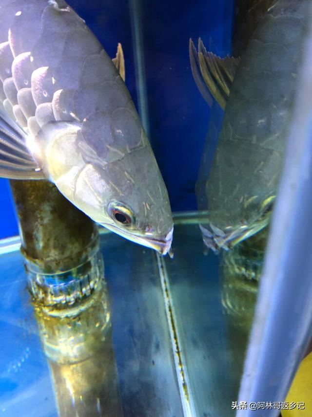 银龙鱼不吃食老是张嘴:银龙鱼不吃食张嘴呼吸怎么办 我家的银龙鱼一直不吃东西，怎么办？