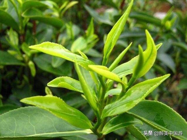 关于绿茶冲泡的一些小技巧？