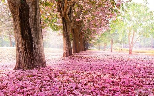 林黛玉葬花:林黛玉葬花的前因后果是什么？
