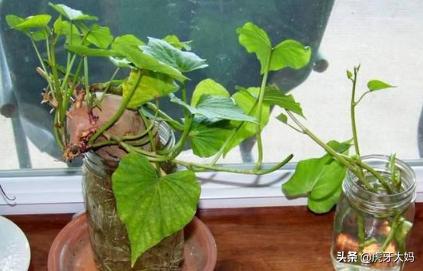 6种会带来晦气的盆栽绿植,绿萝的危害是什么？红薯叶能做室内绿化吗？