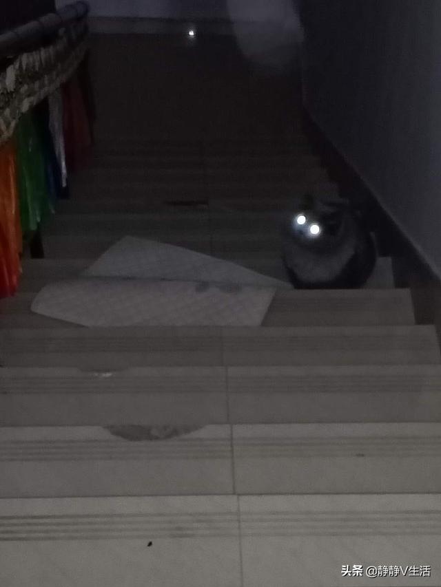猫猫:猫咪会被人吓坏吗？猫咪受到惊吓后有什么办法可以安抚？