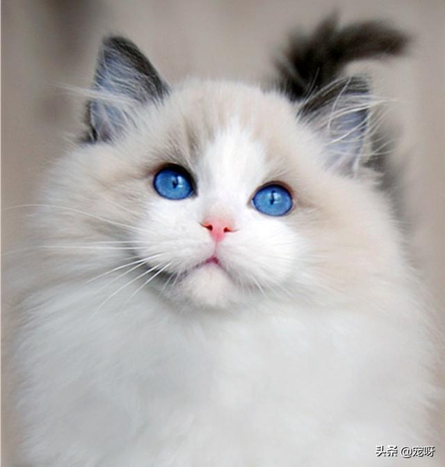孟加拉豹猫价格为何一直在降:世界上哪一种猫最难买到？有何依据？