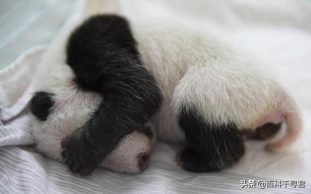 大熊猫是猫吗为什么简单说:大熊猫有没有尾巴？为什么名字要叫熊猫呢？