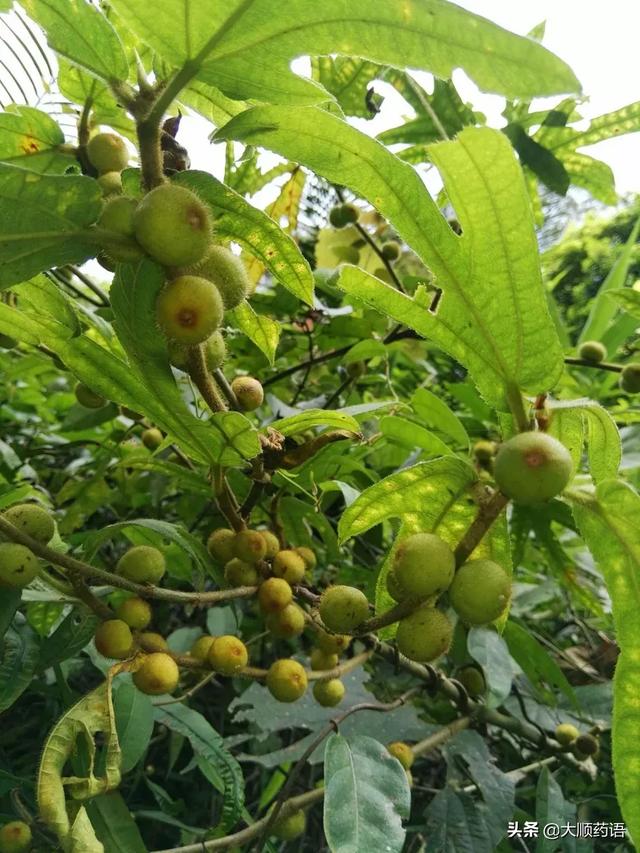 头条问答 - 乡下野外的五指毛桃有什么作用和药效?(22个回答)