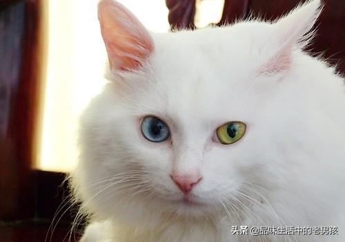 山东狮子猫和土耳其安哥拉猫:怎么鉴定猫猫是不是山东狮子猫？