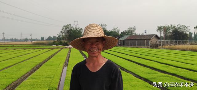 种植水稻补锌技巧，水稻床上锌肥的施肥方法？