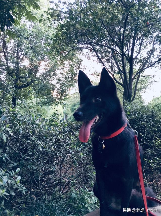 中华田园犬:中华田园犬智商排名 陪伴中国人几千年的土狗，真的有缺点吗？