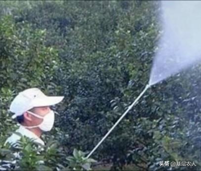 硫磺水:苹果树一亩需要多少硫磺石灰水？