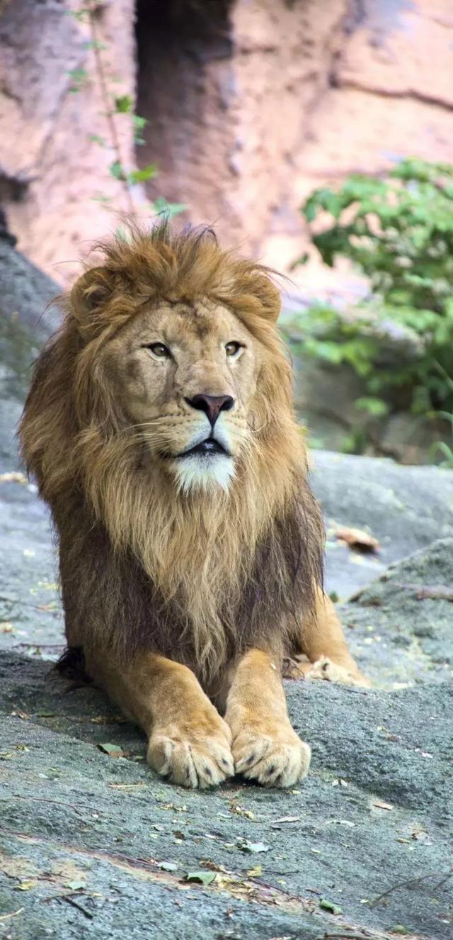 您知道家鹅的祖先是什么动物吗:老虎、狮子、猫和豹子属于猫科动物，它们的祖先是什么动物呢？