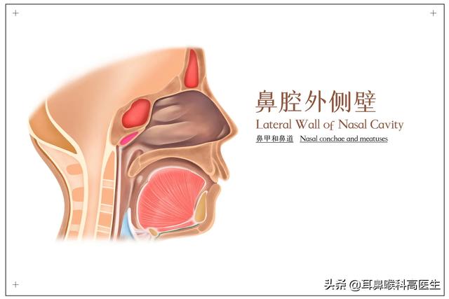 花狸猫娱乐社区是qxfm:这个值多少钱啊？有价值吗？