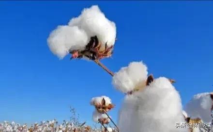 新疆棉花事件简介，多家企业退出BCI支持新疆棉花，对此你有什么看法