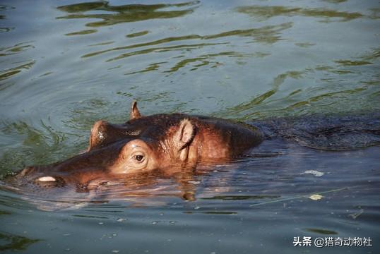 河马吃什么英语怎么说:世界上最强的动物是河马吗？