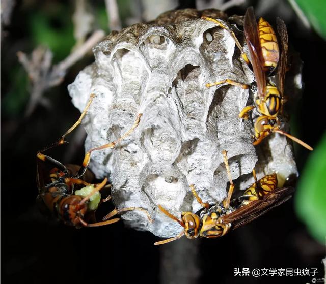 哪个地方马蜂窝多？