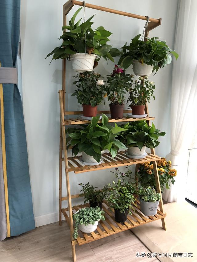 家里养绿萝吉利不吉利,在家里养绿萝，需要注意什么？