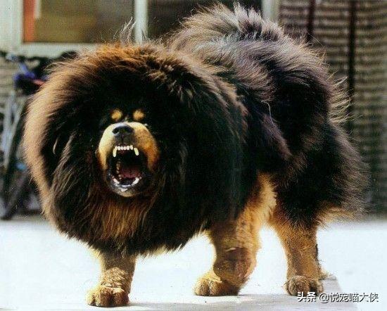 我国的哪几种狗是禁养犬种？为什么？